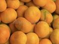 продается мандарин сентябрь 4 тонн