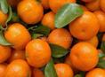 Сборщики на мандарин 