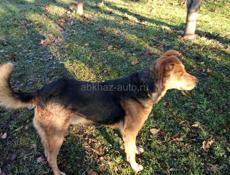 Отдам собаку смесь волкодав с дворнягой 