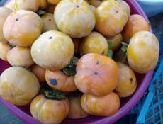 Плоская хурма