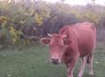 Продаётся корова