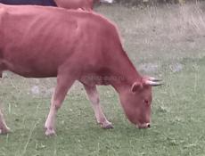 Продаётся корова