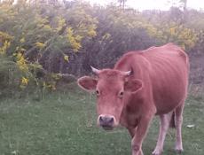 Продаётся корова