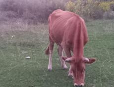 Продаётся корова