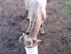 Продаю корова