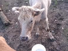 Продаю корова