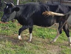 Продам три покрытых коровы 