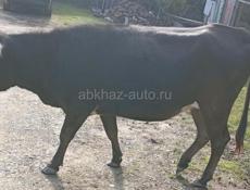 Продам три покрытых коровы