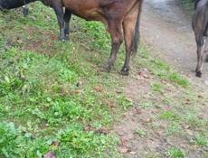 Продам три покрытых коровы