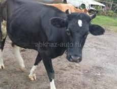 Продам три покрытых коровы