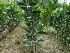 Продаются раннеспелые сорта цитрусовых