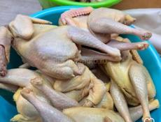 КУРОЧКИ СВЕЖЫЕ