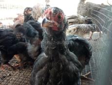 Продаю цыплят