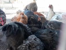 Продаю цыплят