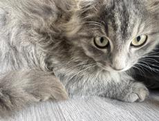 Отдаём котёнка в добрые руки мальчик 