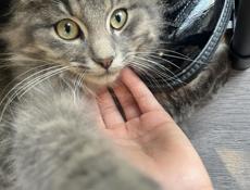 Отдаём котёнка в добрые руки мальчик 