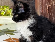 Отдаем в хорошие ручки