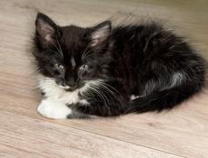 Отдаем в хорошие ручки