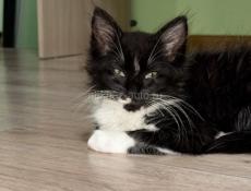 Отдаем в хорошие ручки 