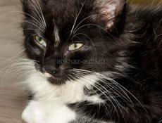 Отдаем в хорошие ручки