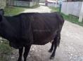 Продаётся корова
