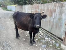 Продаётся корова