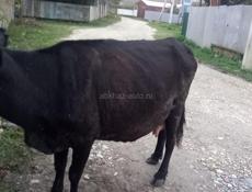Продаётся корова