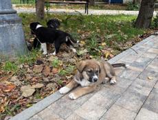 ОТДАДИМ СОБАЧЕК В ДОБРЫЕ РУКИ