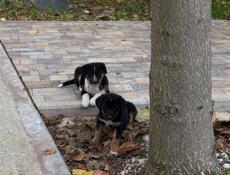 ОТДАДИМ СОБАЧЕК В ДОБРЫЕ РУКИ