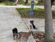 ОТДАДИМ СОБАЧЕК В ДОБРЫЕ РУКИ