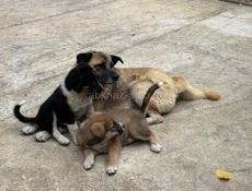 ОТДАДИМ СОБАЧЕК В ДОБРЫЕ РУКИ