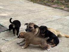 ОТДАДИМ СОБАЧЕК В ДОБРЫЕ РУКИ