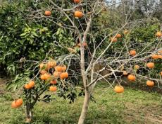 Продам хурму (плоский) с дерева 150-200кг