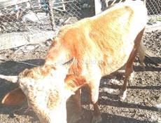 Продаю быков