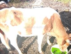 Продаю быков