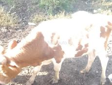 Продаю быков