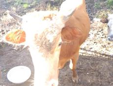 Продаю быков