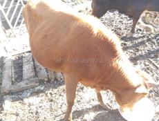 Продаю быков