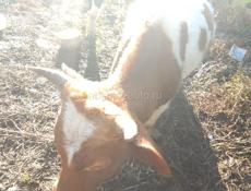 Продаю быков