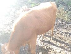 Продаю быков