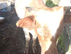 Продаю быков