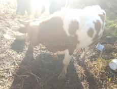 Продаю быков