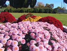 Куры домашние 