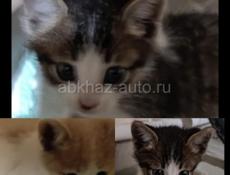 Три котёнка ищут дом