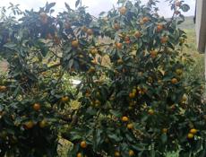 Сбор мандарин 