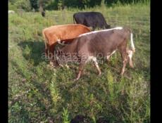 Аэропорт/Бабушара