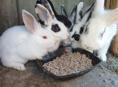 Продаю 4 кроликов порода смешанная  обычная с декоративным 