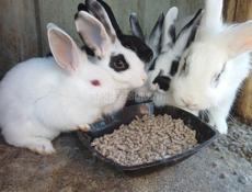 Продаю 4 кроликов порода смешанная  обычная с декоративным 