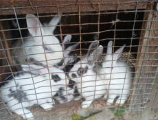 Продаю 4 кроликов порода смешанная  обычная с декоративным