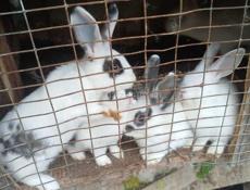 Продаю 4 кроликов порода смешанная  обычная с декоративным